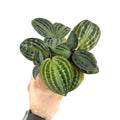 Geogenanthus poeppigii 'Seersucker Plant'