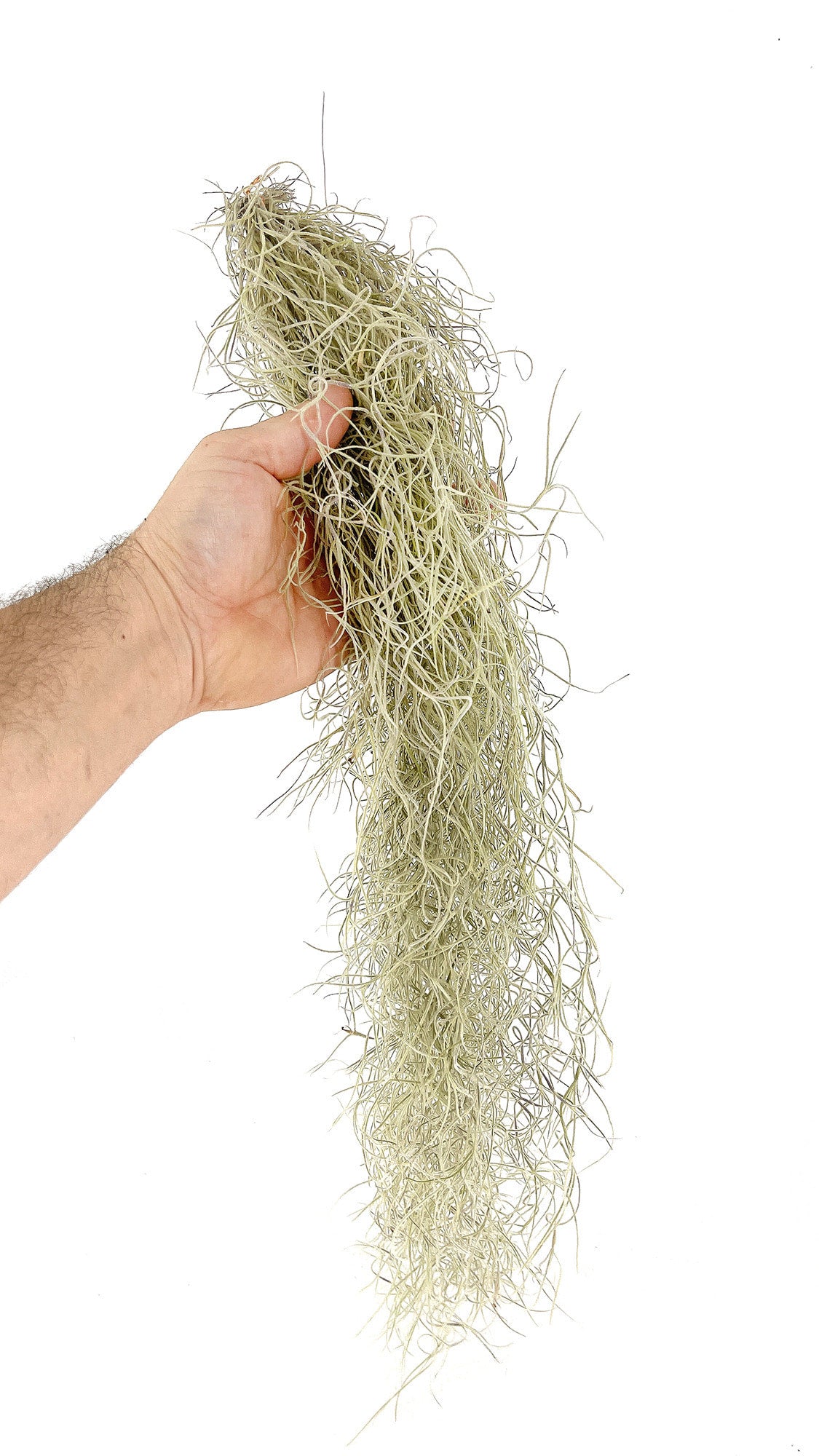 Tillandsia usneoides 'Spanish Moss'