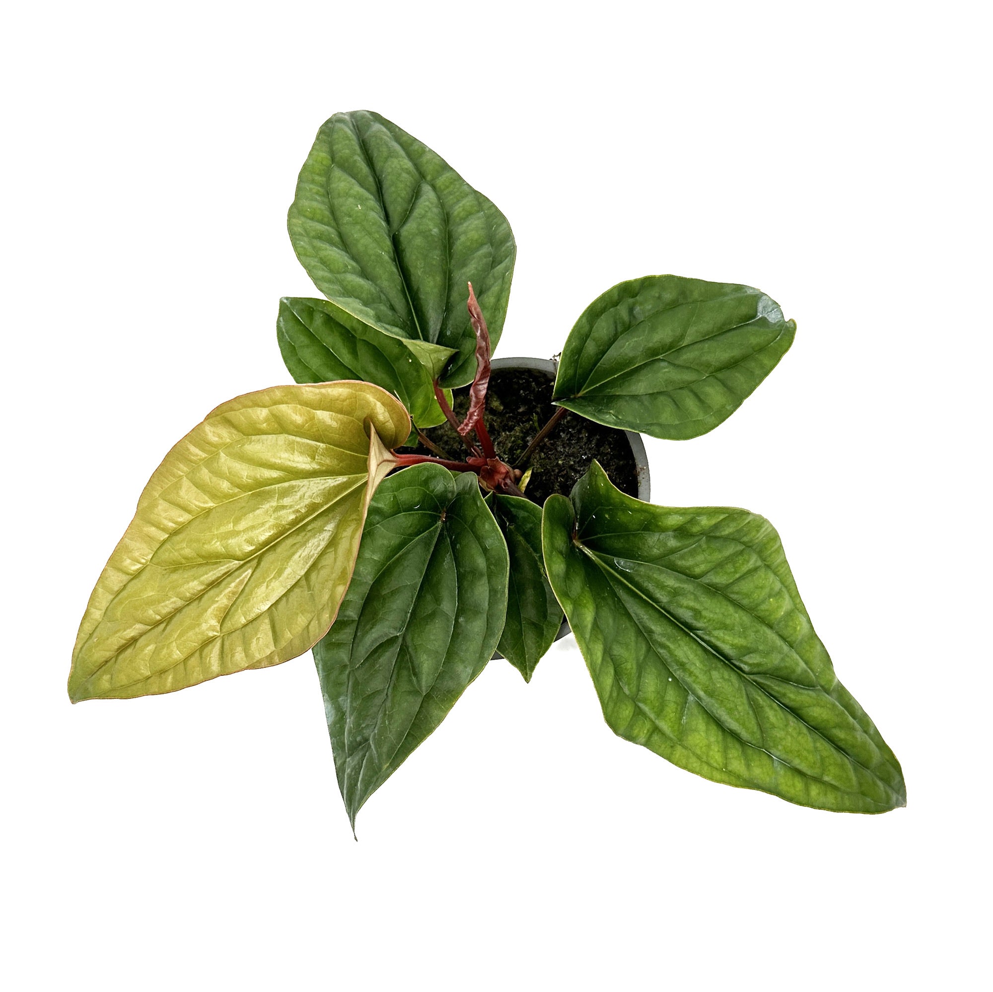 Anthurium Luxurians x Radicans