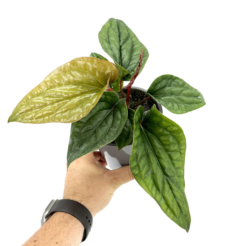 Anthurium Luxurians x Radicans