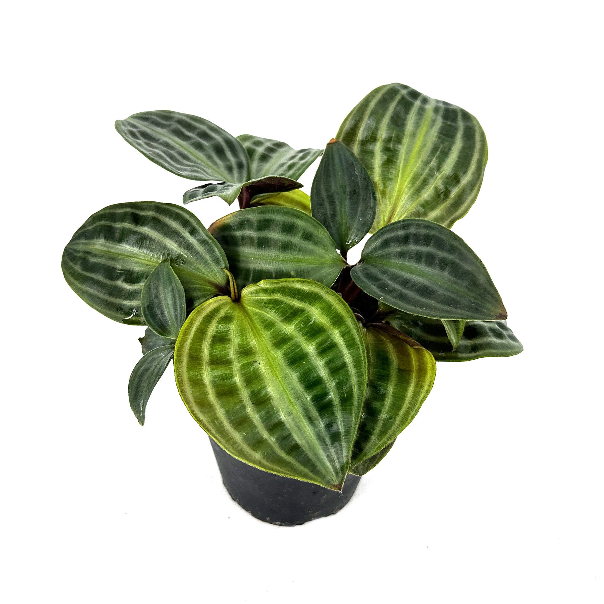 Geogenanthus poeppigii 'Seersucker Plant'