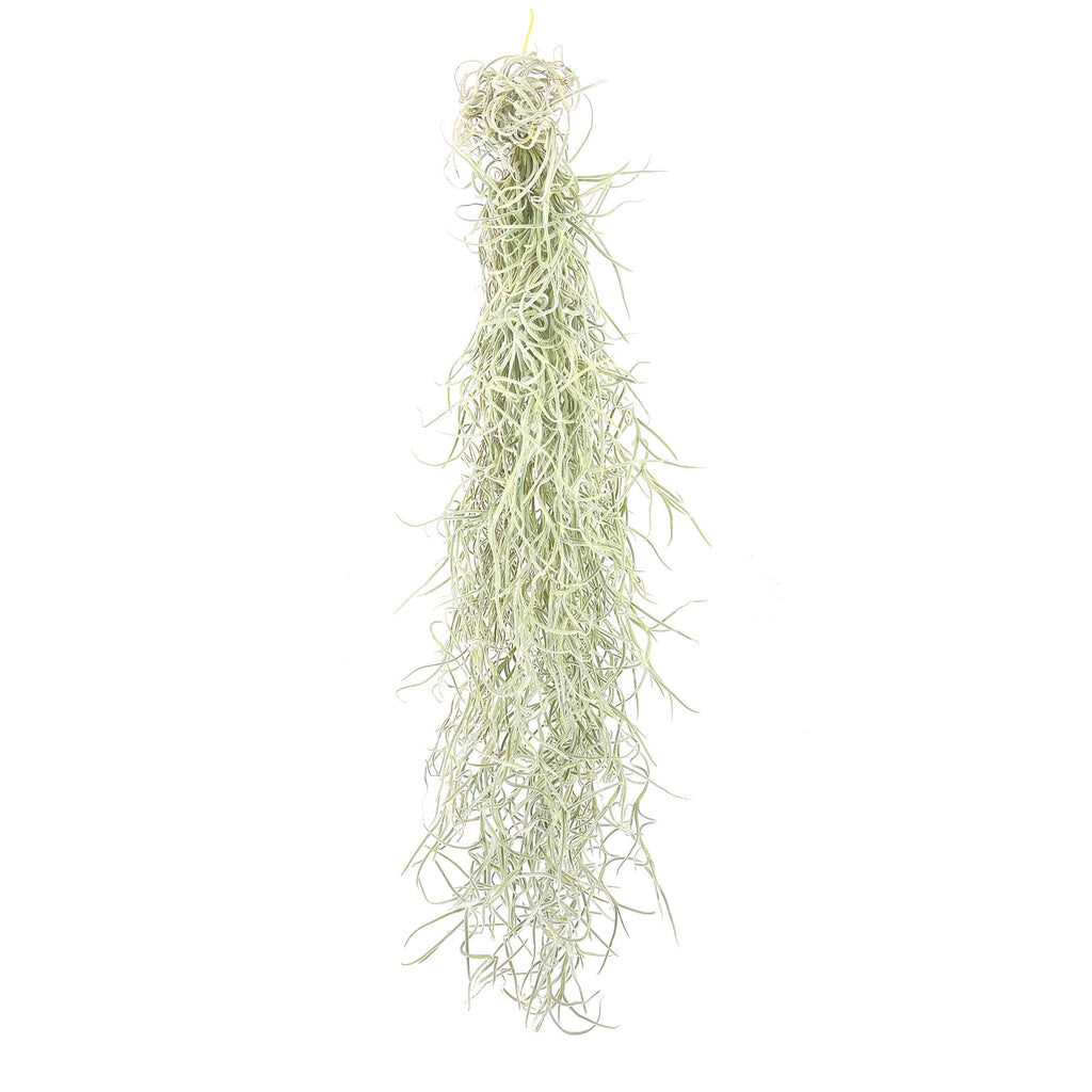 Tillandsia usneoides 'Spanish Moss'