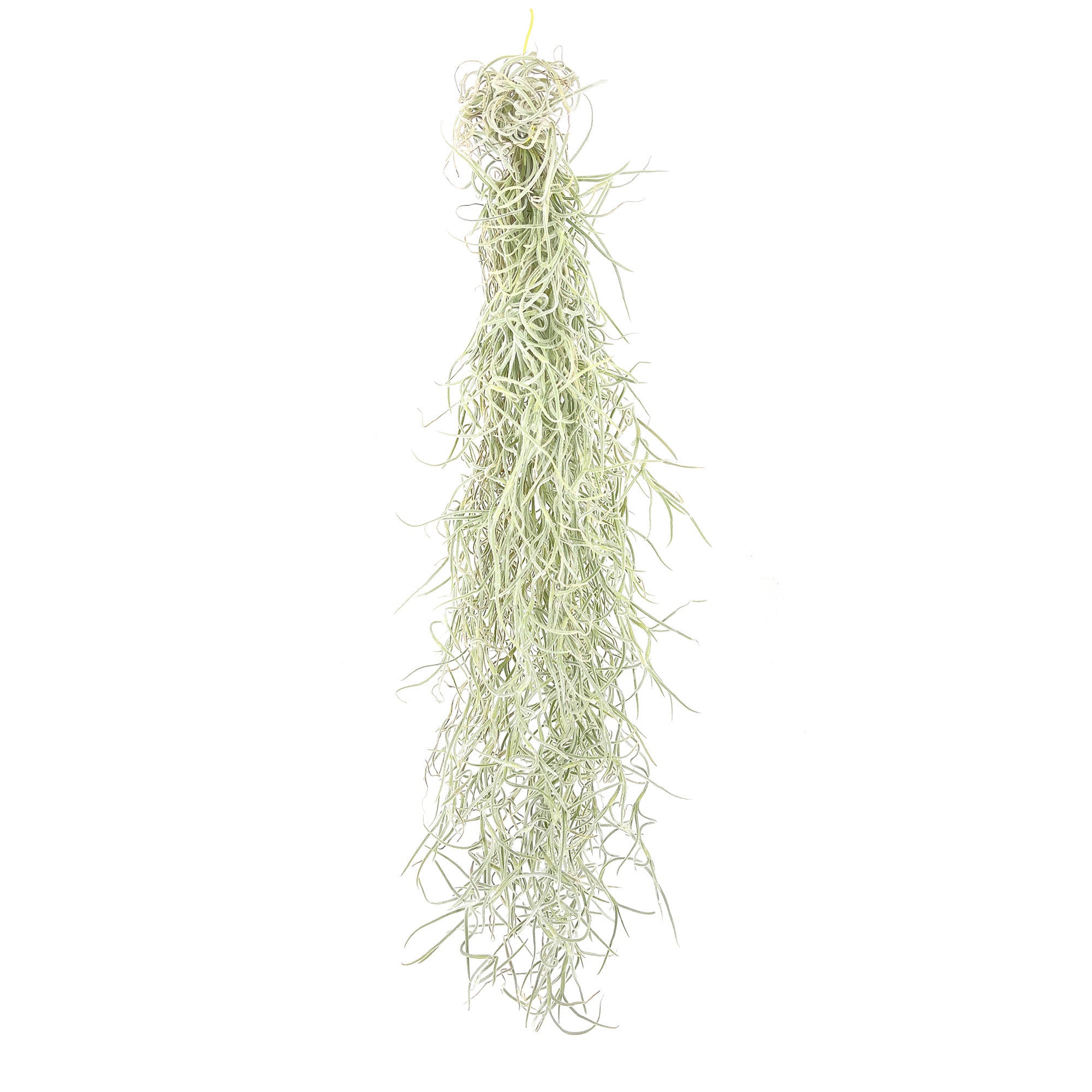Tillandsia usneoides 'Spanish Moss'