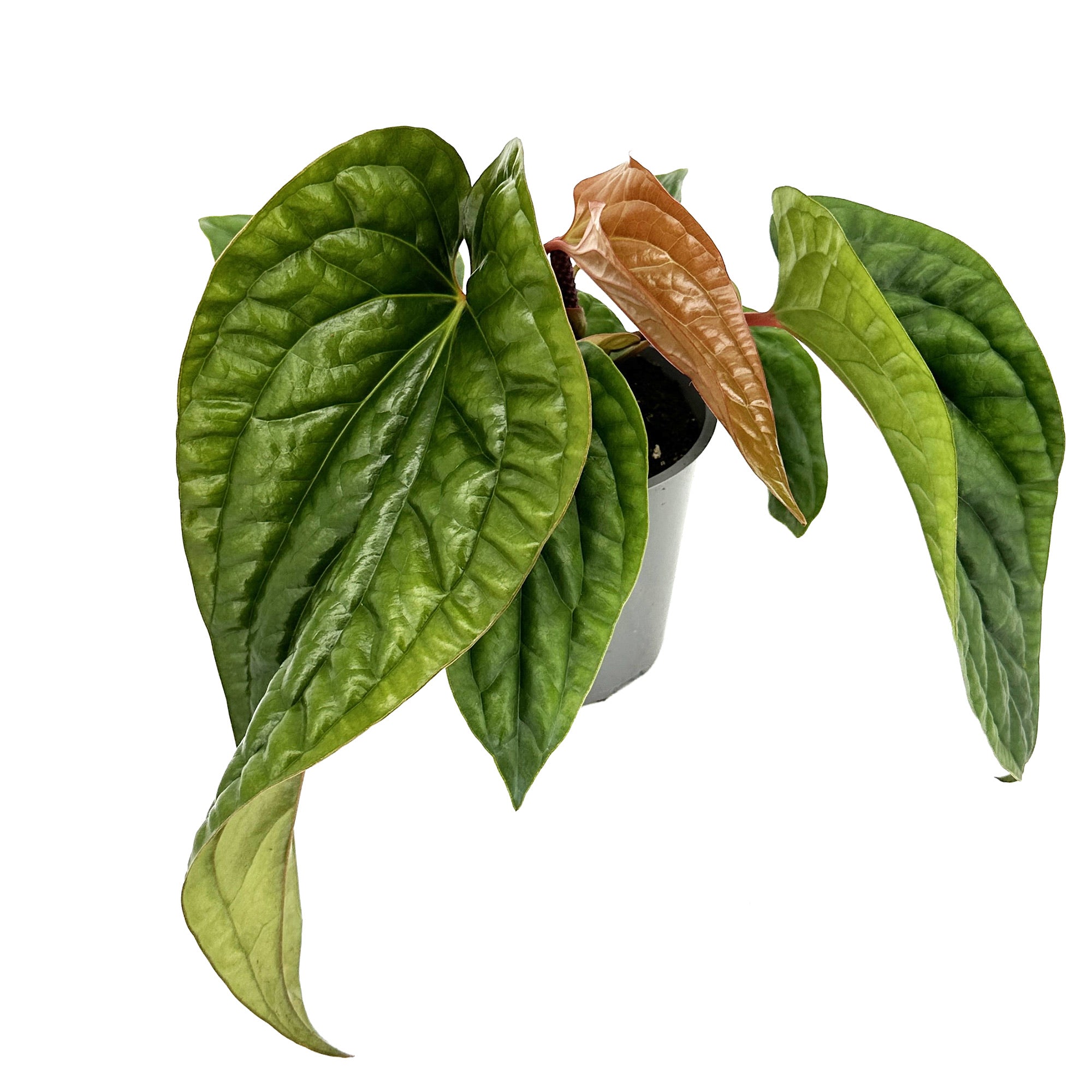 Anthurium Luxurians x Radicans