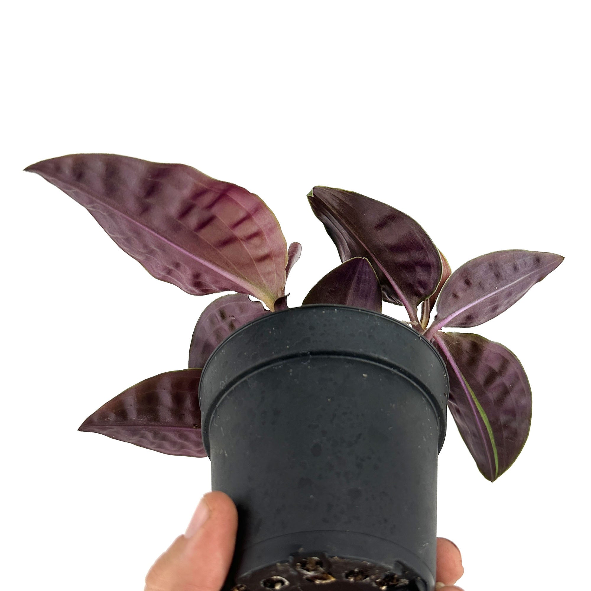 Geogenanthus poeppigii 'Seersucker Plant'