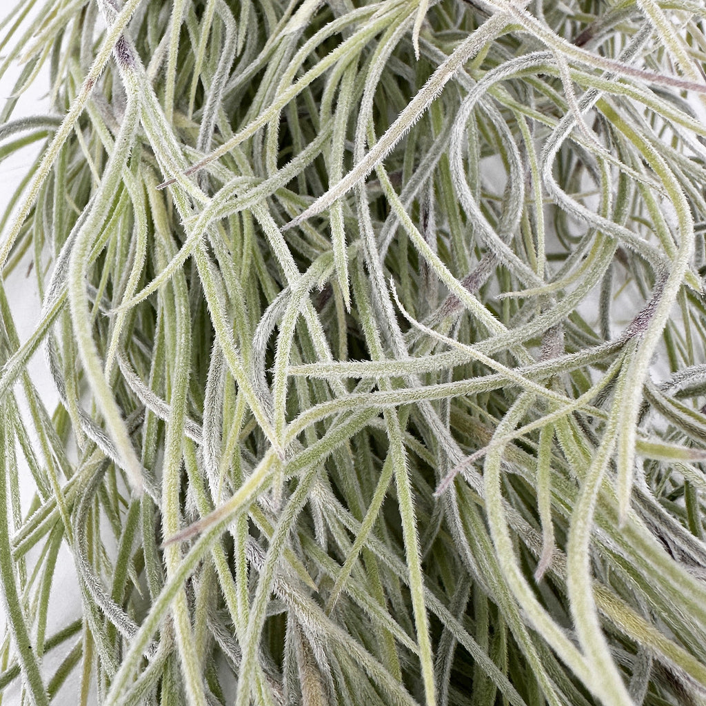 Tillandsia usneoides 'Spanish Moss'