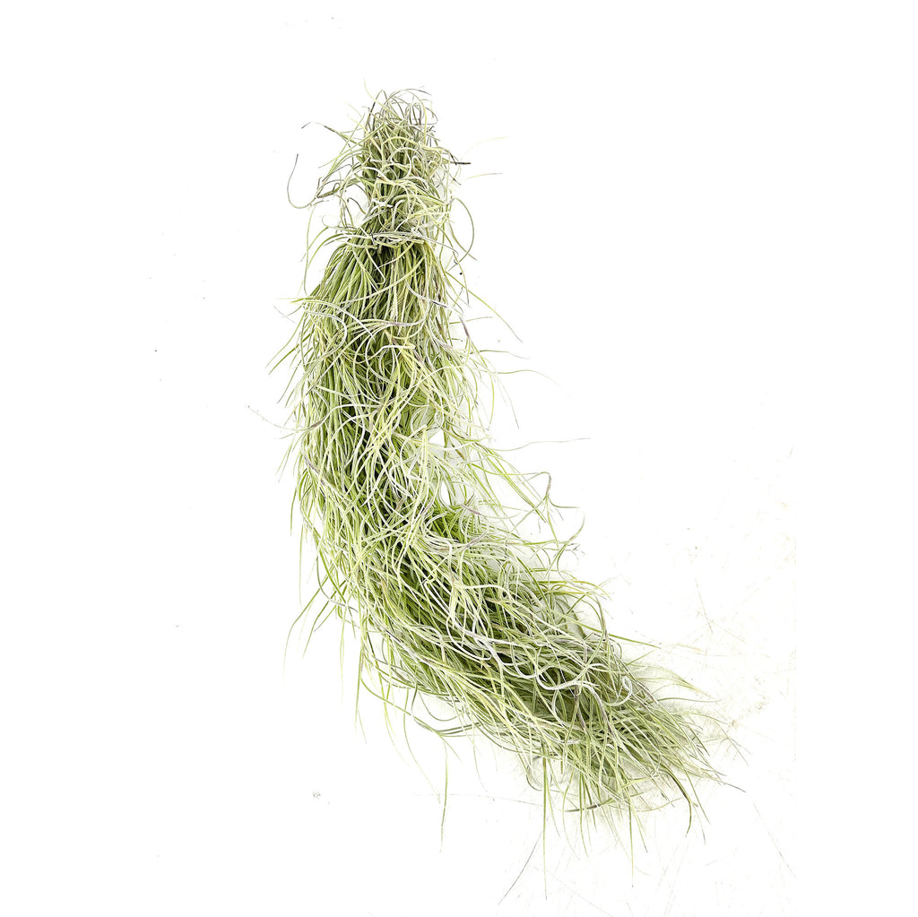 Tillandsia usneoides 'Spanish Moss'
