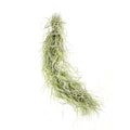 Tillandsia usneoides 'Spanish Moss'