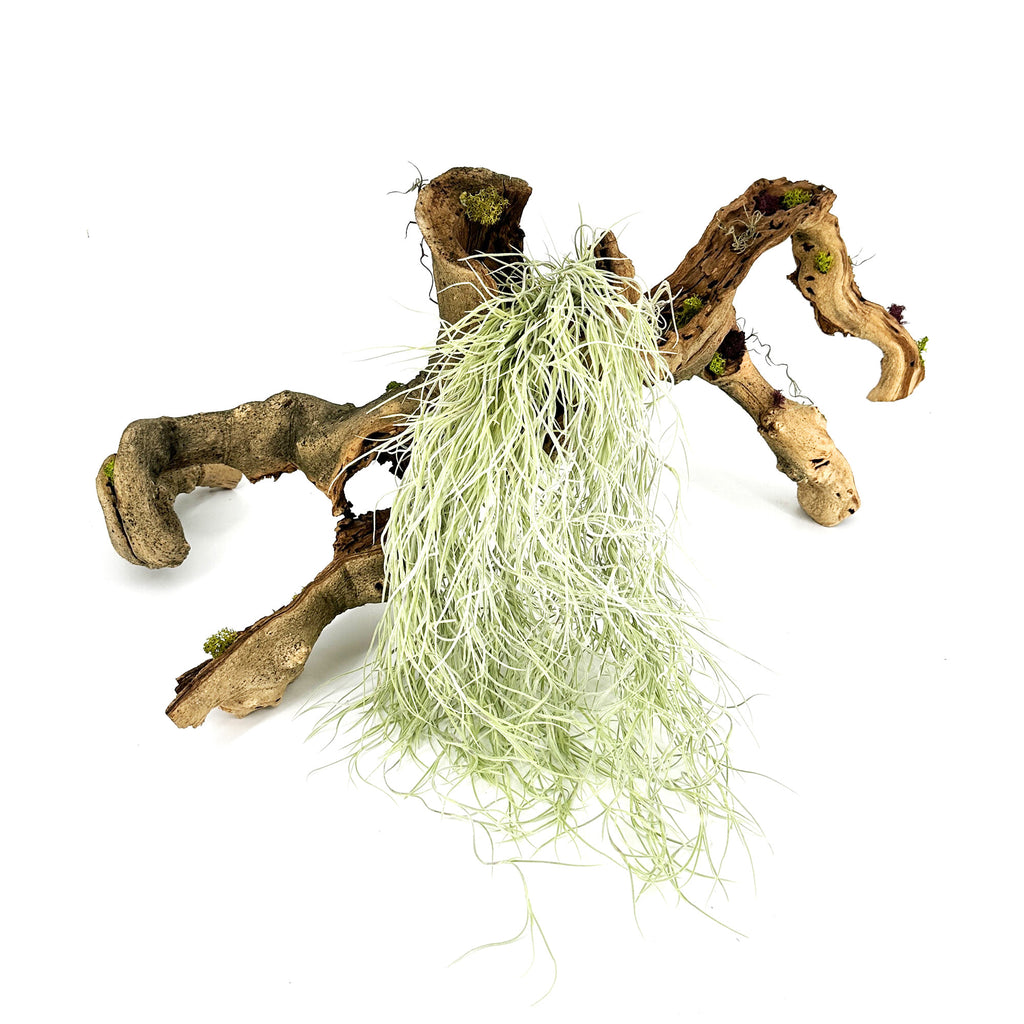 Tillandsia usneoides 'Spanish Moss'