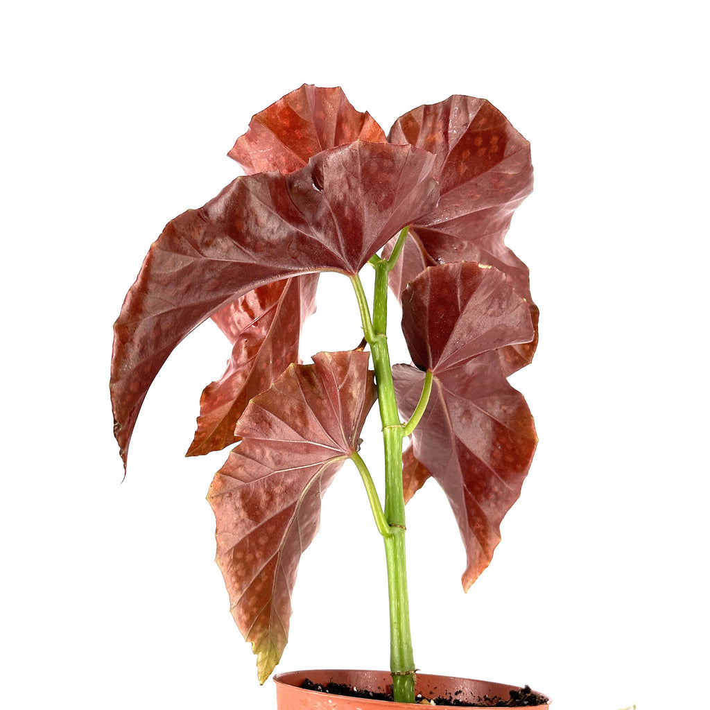 Begonia ‘Crackling Rosie’