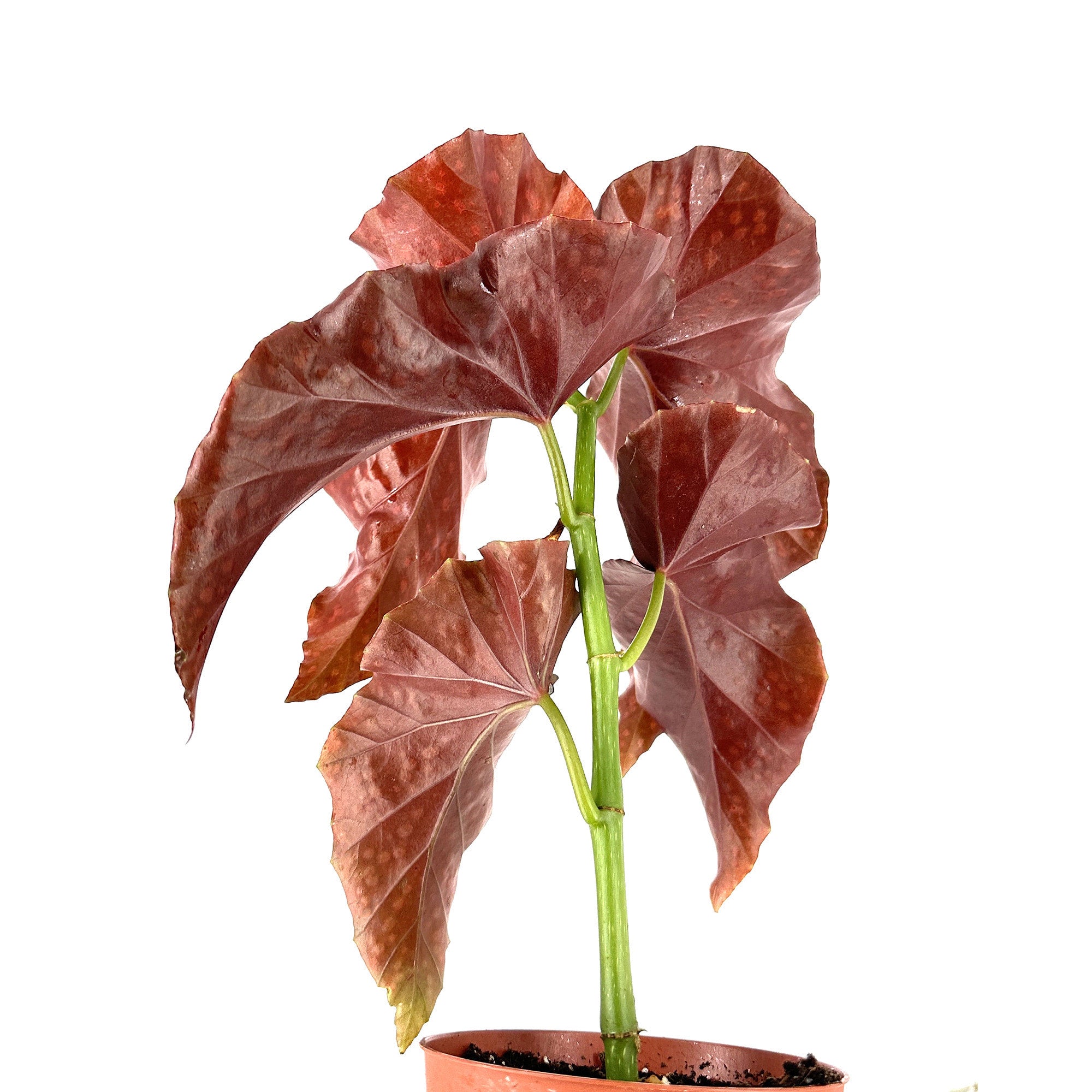 Begonia ‘Crackling Rosie’