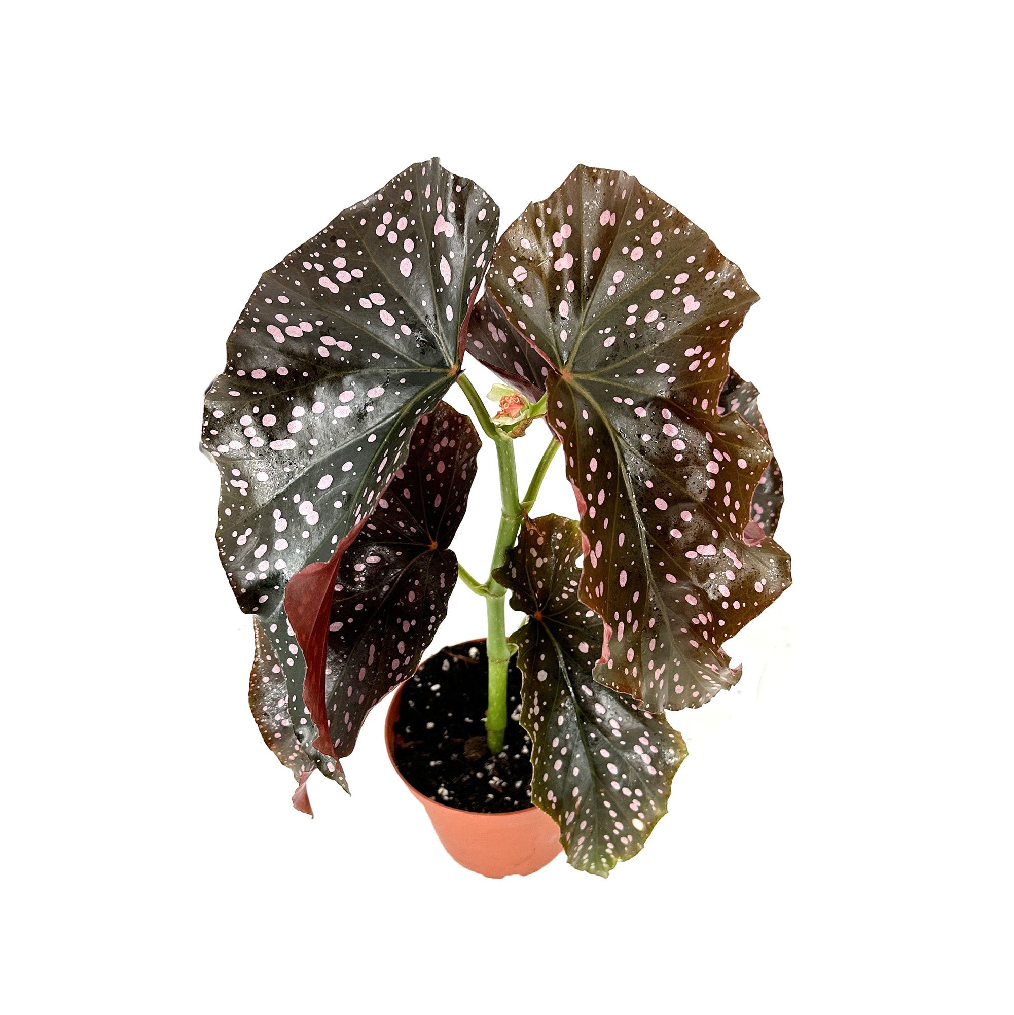 Begonia ‘Crackling Rosie’