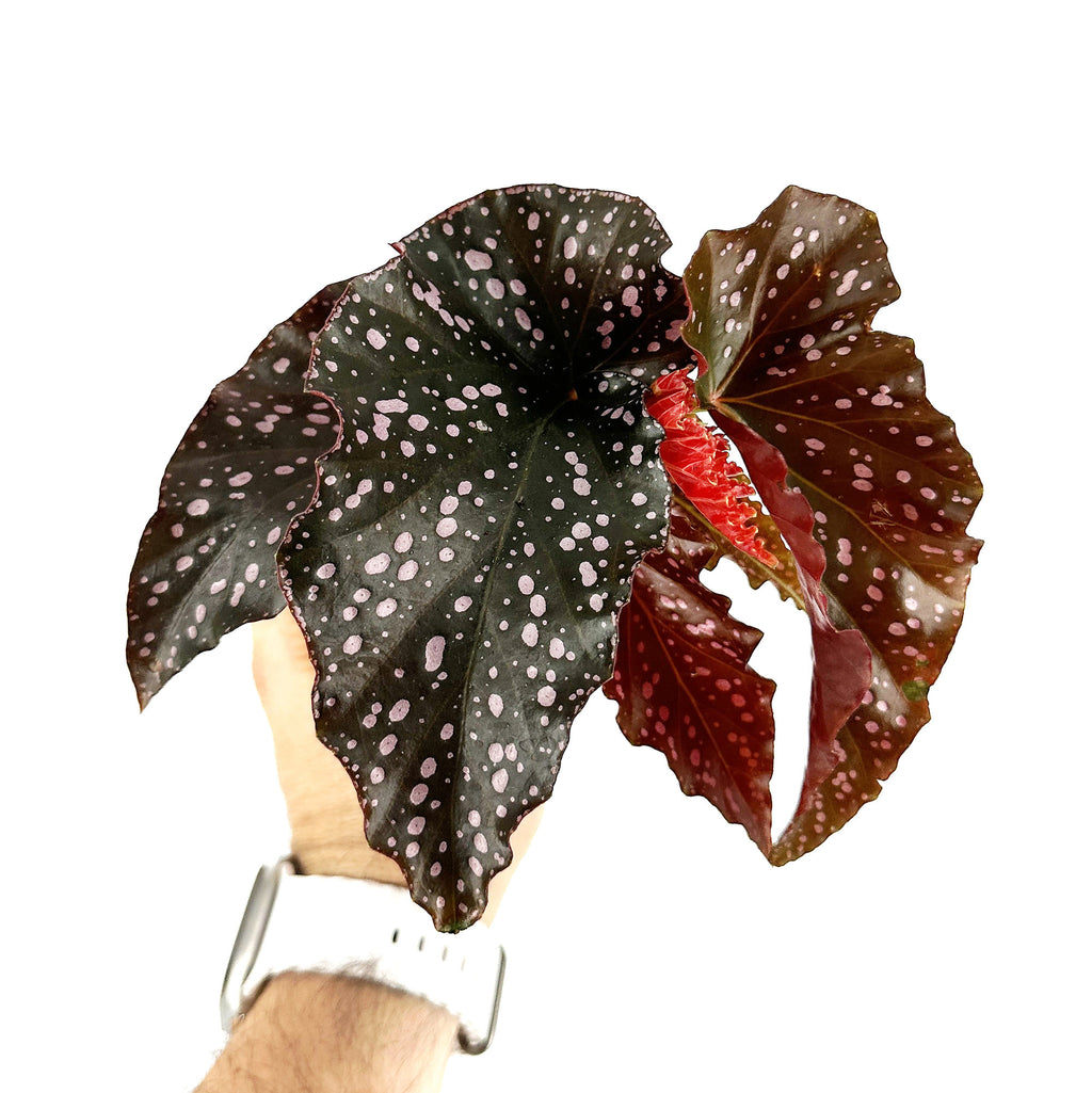 Begonia ‘Crackling Rosie’