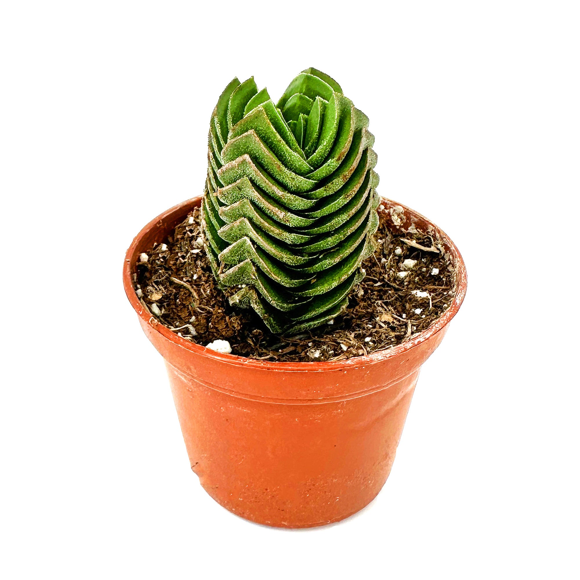 Crassula 'Buddah's Temple'