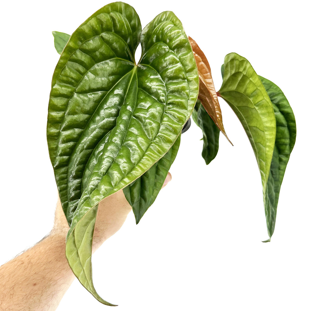 Anthurium Luxurians x Radicans