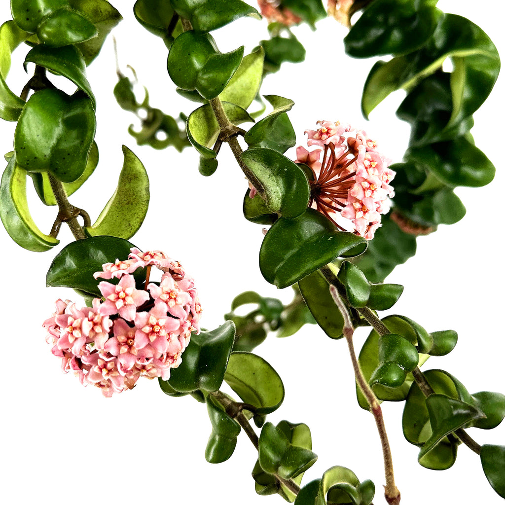 Hoya Carnosa Compacta 'Hindu Rope' XL Vines