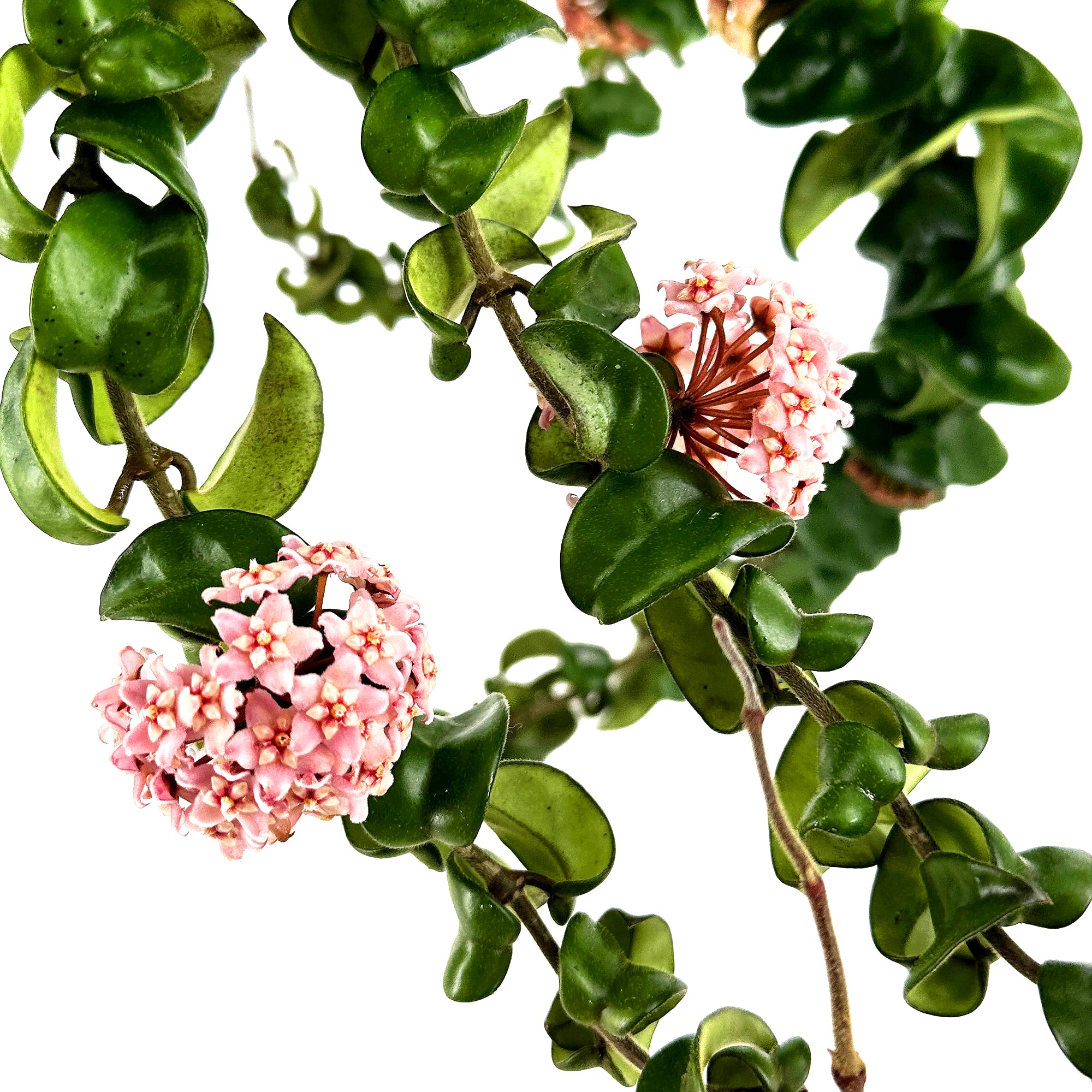 Hoya Carnosa Compacta 'Hindu Rope' XL Vines