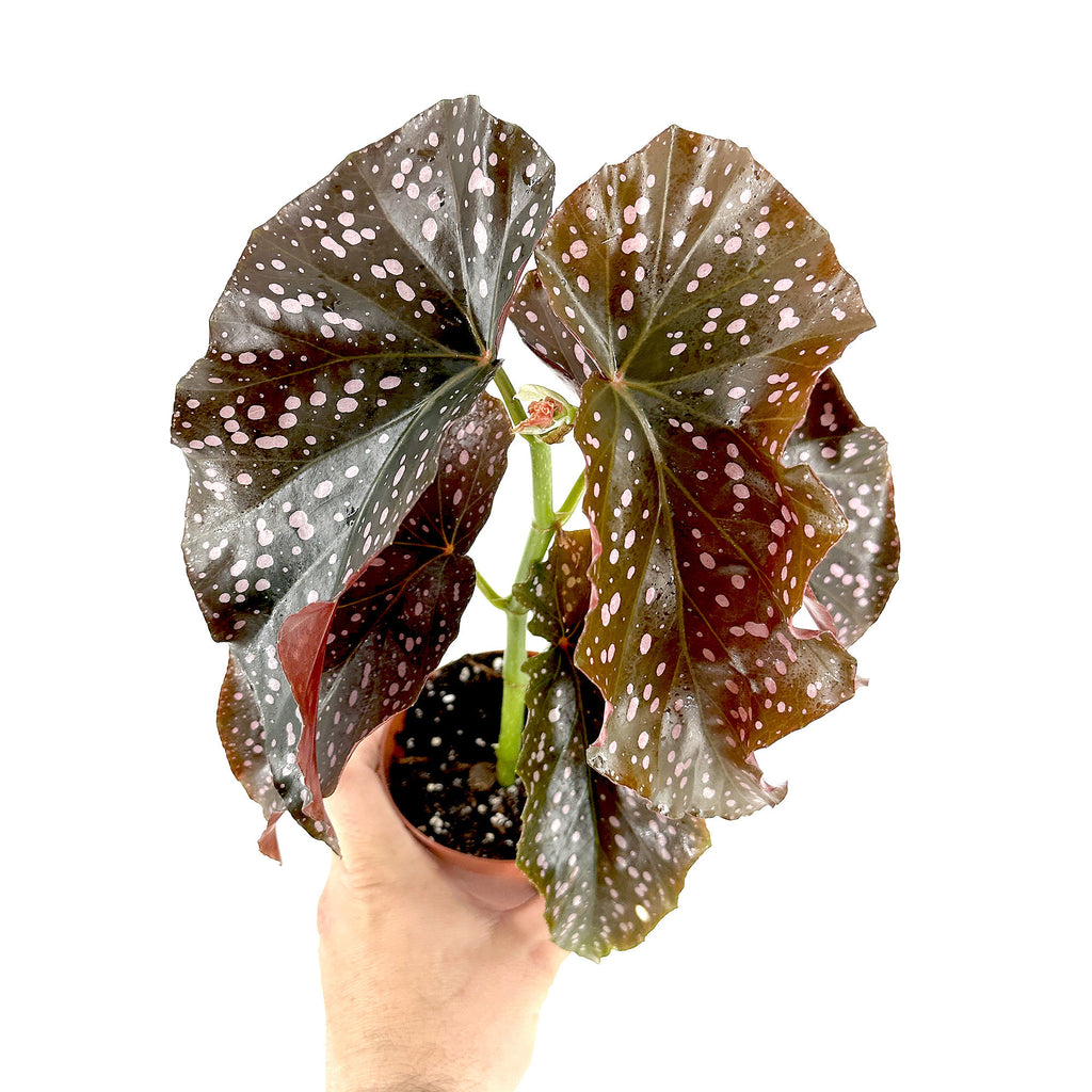 Begonia ‘Crackling Rosie’