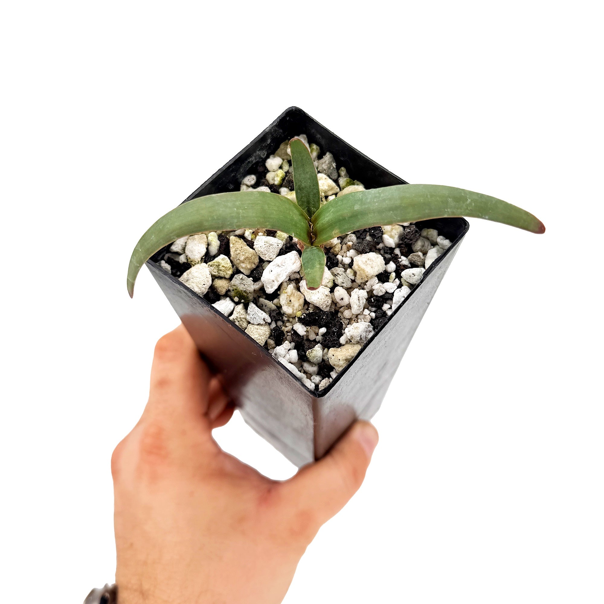 Welwitschia mirabilis – SarahCotta Plants
