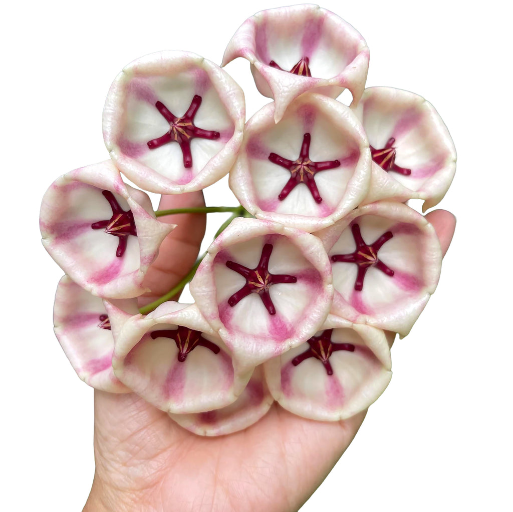 Hoya archboldiana ‘Pink’