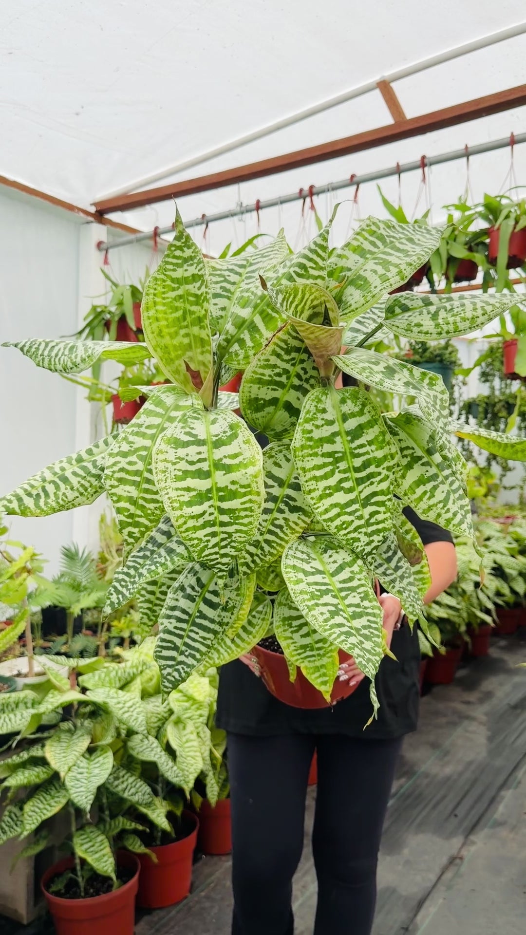 Dracaena goldieana