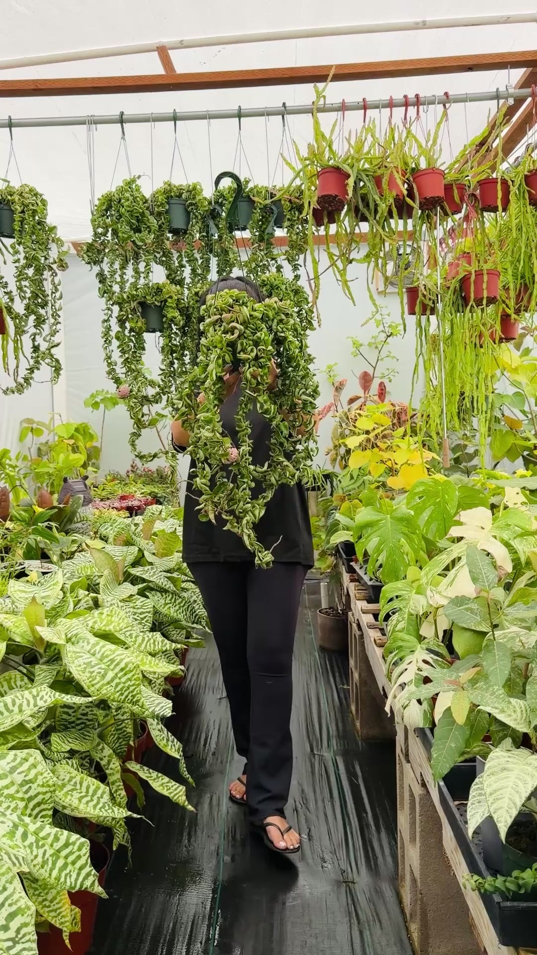 Hoya Carnosa Compacta 'Hindu Rope' XL Vines