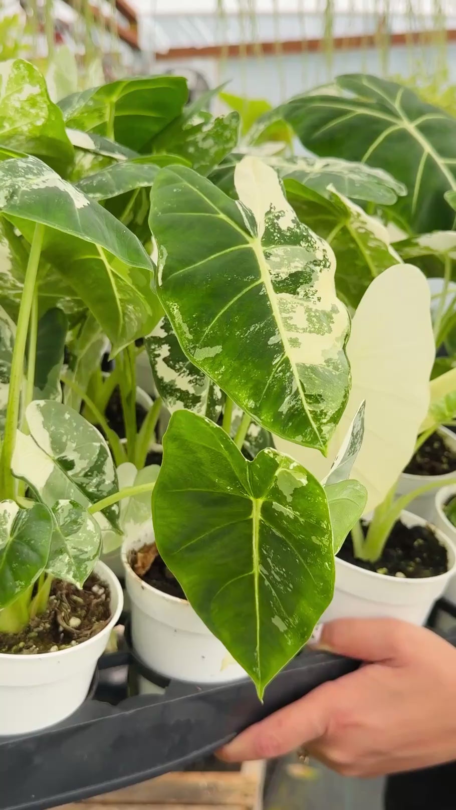 Alocasia micholitziana ‘Frydek’ Variegata