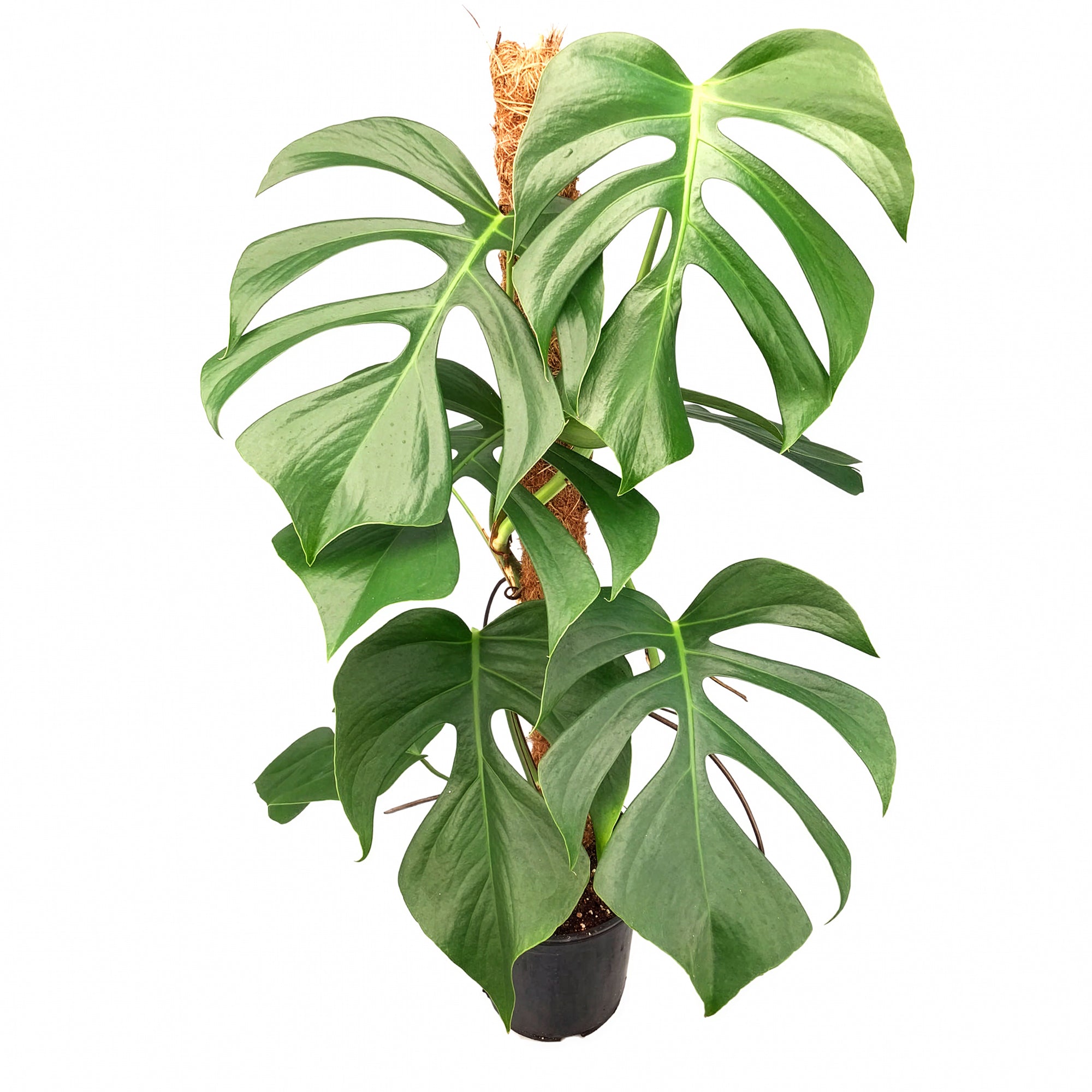Monstera sierrana